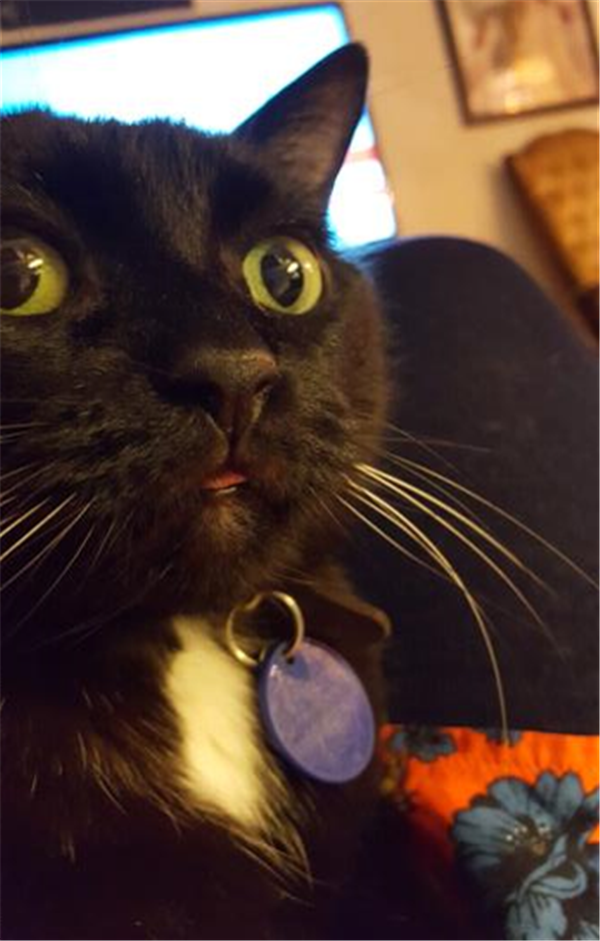 /Images/uploads/Mid County Chamber of Commerce/pet-mayor-2022/entries/24683thumb.png